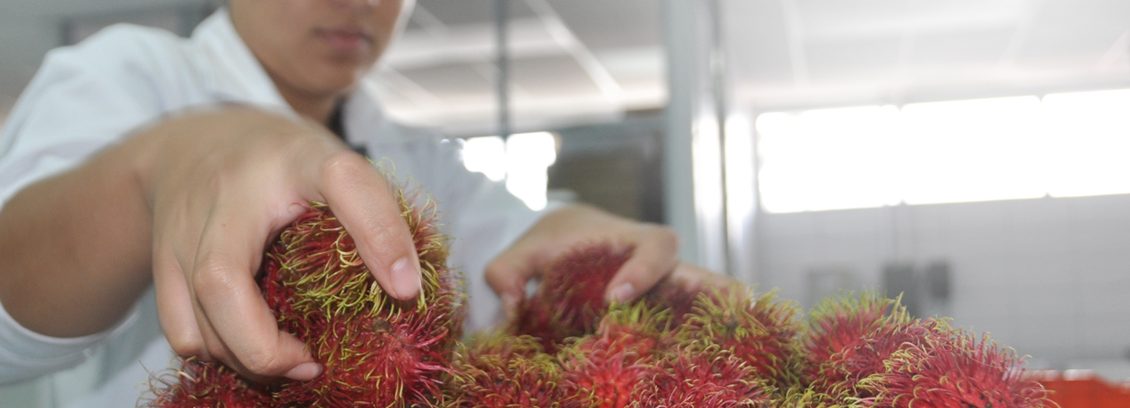 Control de calidad de fruta para exportación